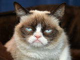 Grumpy Cat Helps PEOPLE Find the Most Beautiful Cat Grumpy Cat Helps PEOPLE Find the Most Beautiful Cat
