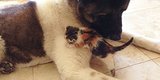 Guard Dog Adopts Tiny Abandoned Kitten, And The Friendship Couldn't Be Cuter Guard Dog Adopts Tiny Abandoned Kitten, And The Friendship Couldn't Be Cuter
