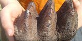 Michigan Boy Finds 10,000-Year-Old Mastodon Tooth Michigan Boy Finds 10,000-Year-Old Mastodon Tooth