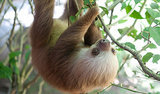 Sloth Stomachs Designed to Hang Upside Down Sloth Stomachs Designed to Hang Upside Down