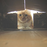 10 of Our Favorite Pictures of Cats in Their Cardboard Castles 10 of Our Favorite Pictures of Cats in Their Cardboard Castles