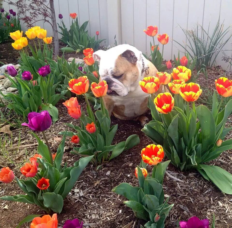 "Welcoming the tulips."
Source: Reddit user Sum_Bitch via Imgur
"Welcoming the tulips."
Source: Reddit user Sum_Bitch via Imgur