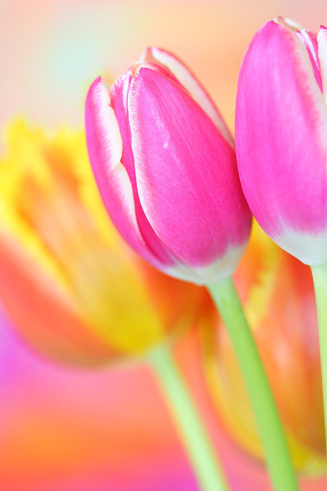 Tulip Bulbs Tulip Bulbs