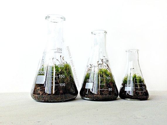 Terrarium Beakers Terrarium Beakers