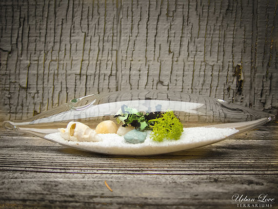 A Day at the Beach Terrarium A Day at the Beach Terrarium