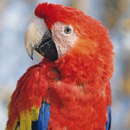 Image Image