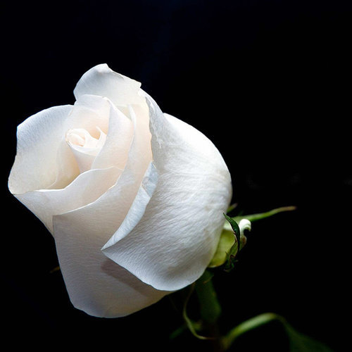 Flower C