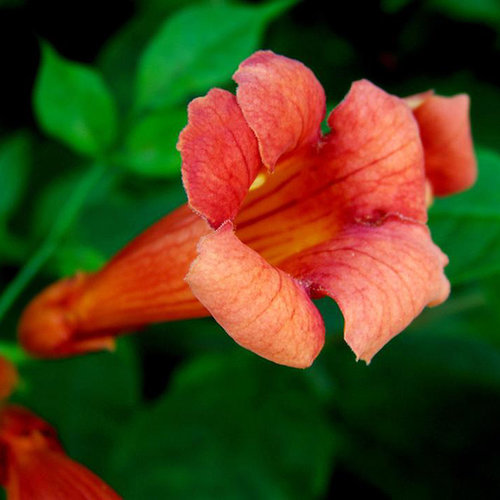 Flower F