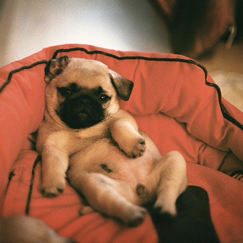 Puppy C