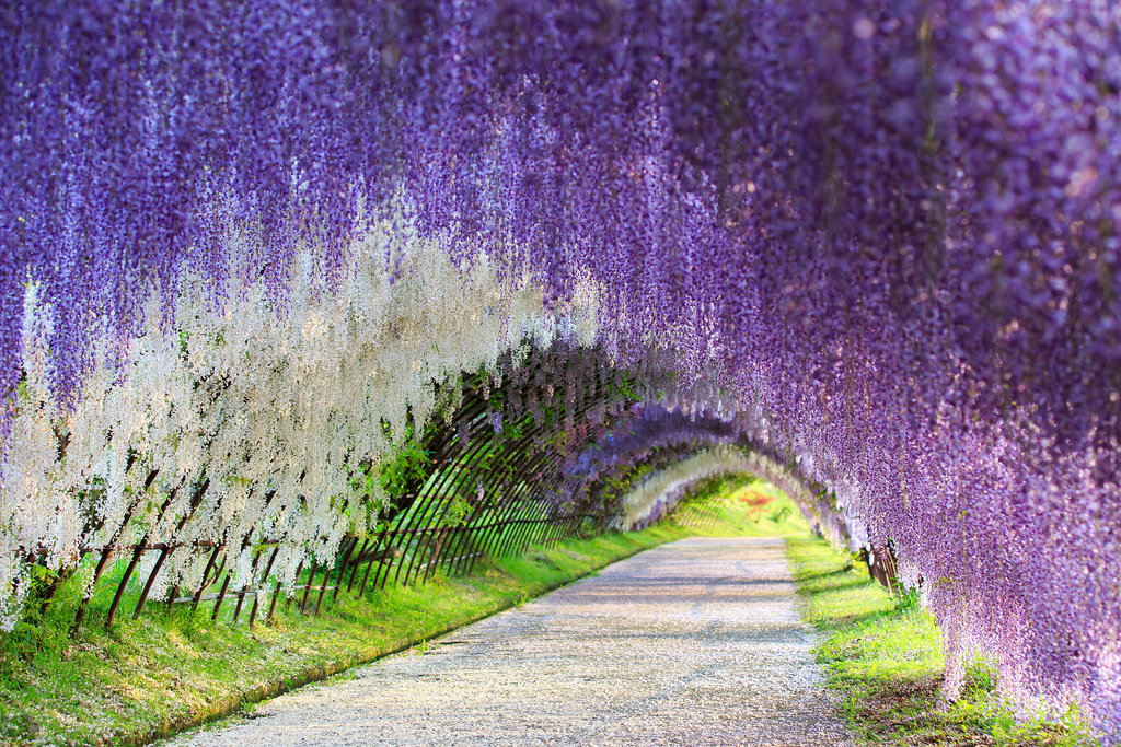 Run Through a Wisteria Flower Tunnel in Japan Run Through a Wisteria Flower Tunnel in Japan