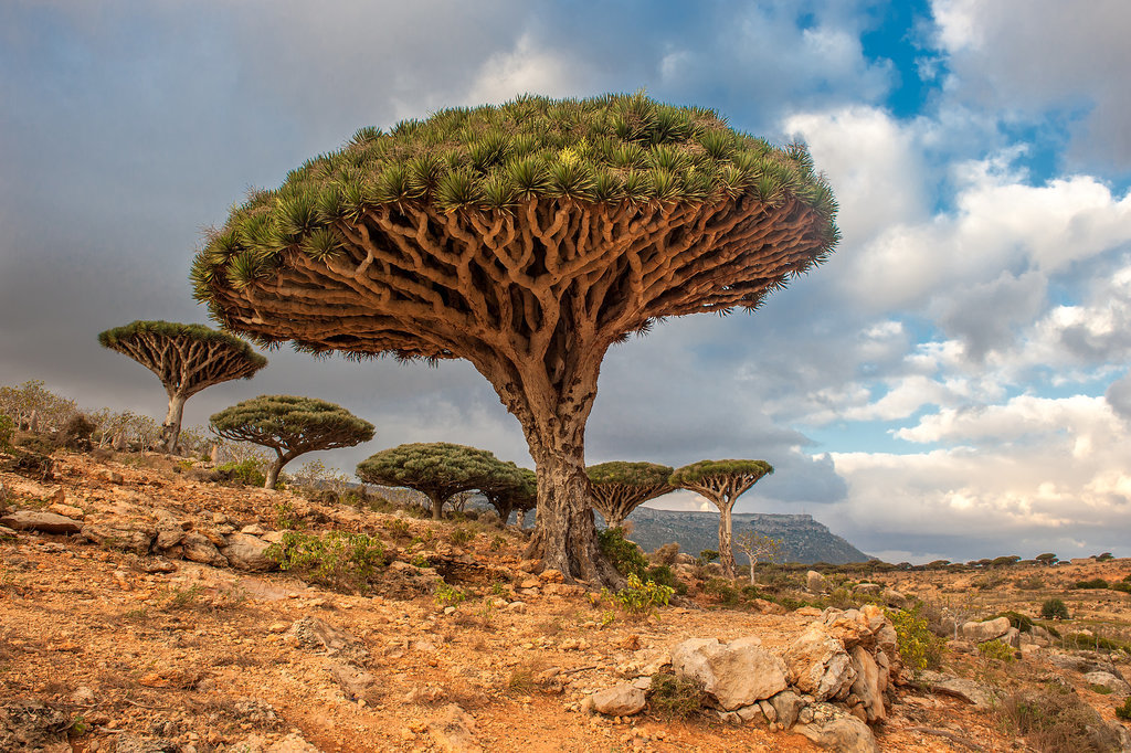 Dragon Trees, Yemen Dragon Trees, Yemen