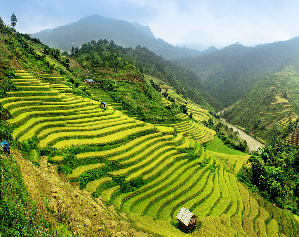 Paddy Fields, Vietnam Paddy Fields, Vietnam