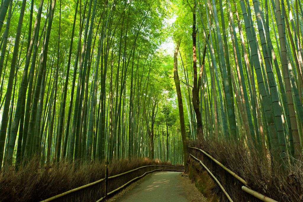 Bamboo Grove, Japan Bamboo Grove, Japan