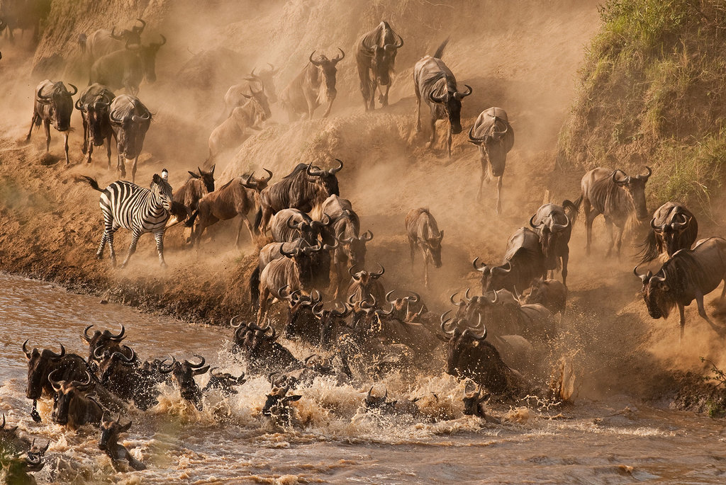 See the Wildebeest Crossing the Mara River in Kenya See the Wildebeest Crossing the Mara River in Kenya