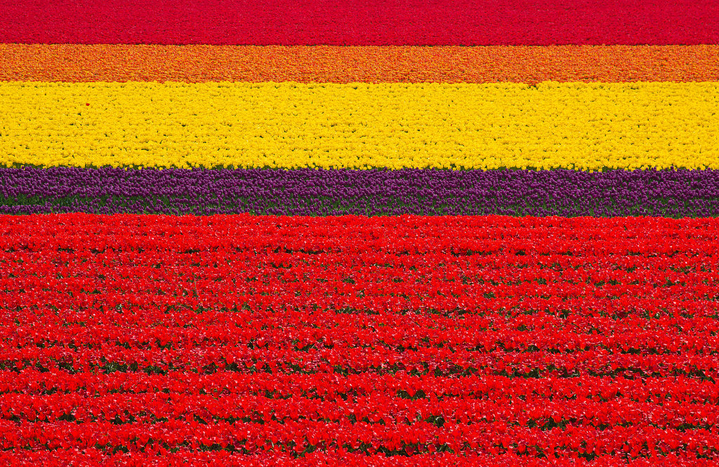 Tulip Fields, The Netherlands Tulip Fields, The Netherlands