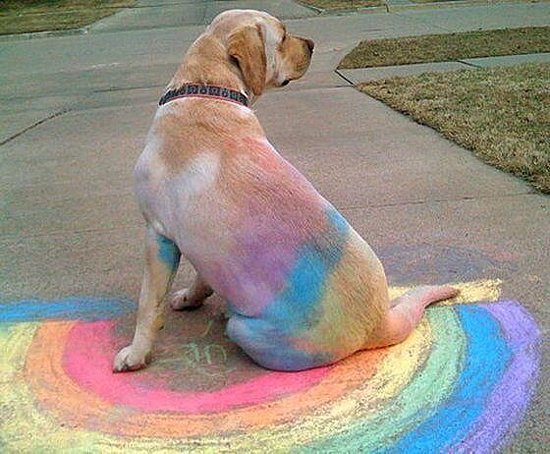 The Worst Place a Dog Could Ever Nap, Plus More of the Week's Best Pics The Worst Place a Dog Could Ever Nap, Plus More of the Week's Best Pics