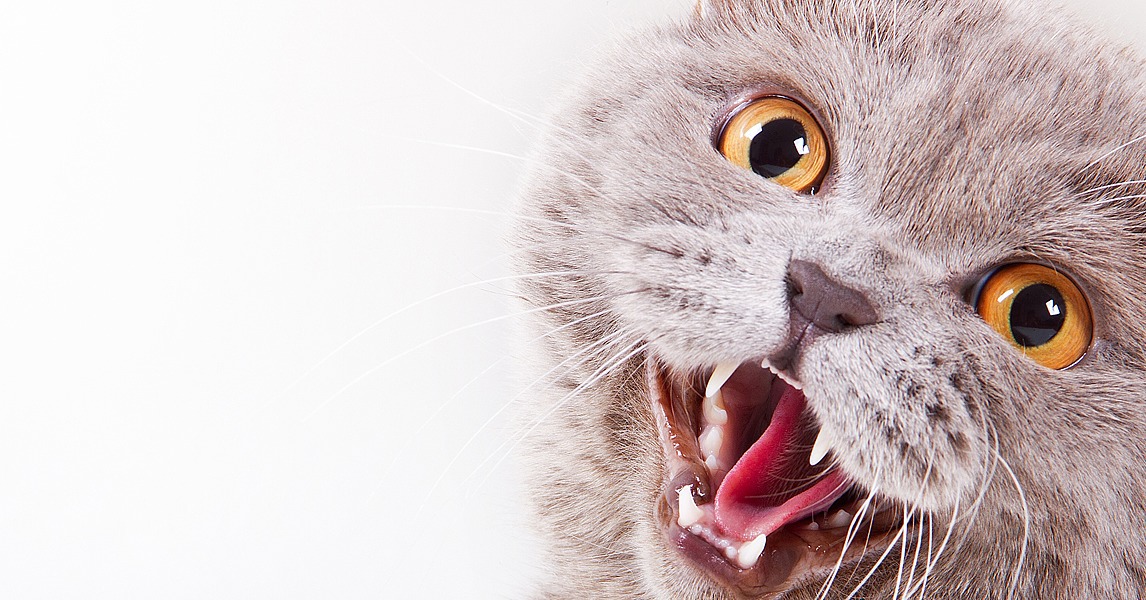 How to Get Your Cat to Stop Meowing POPSUGAR Pets