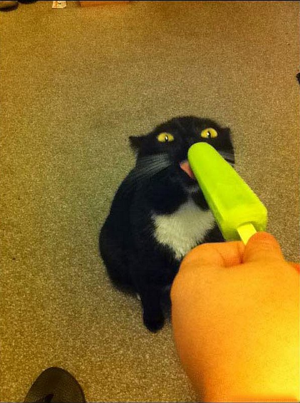 "So I introduced my cat to popsicles."
Source: Imgur user Rypley
"So I introduced my cat to popsicles."
Source: Imgur user Rypley