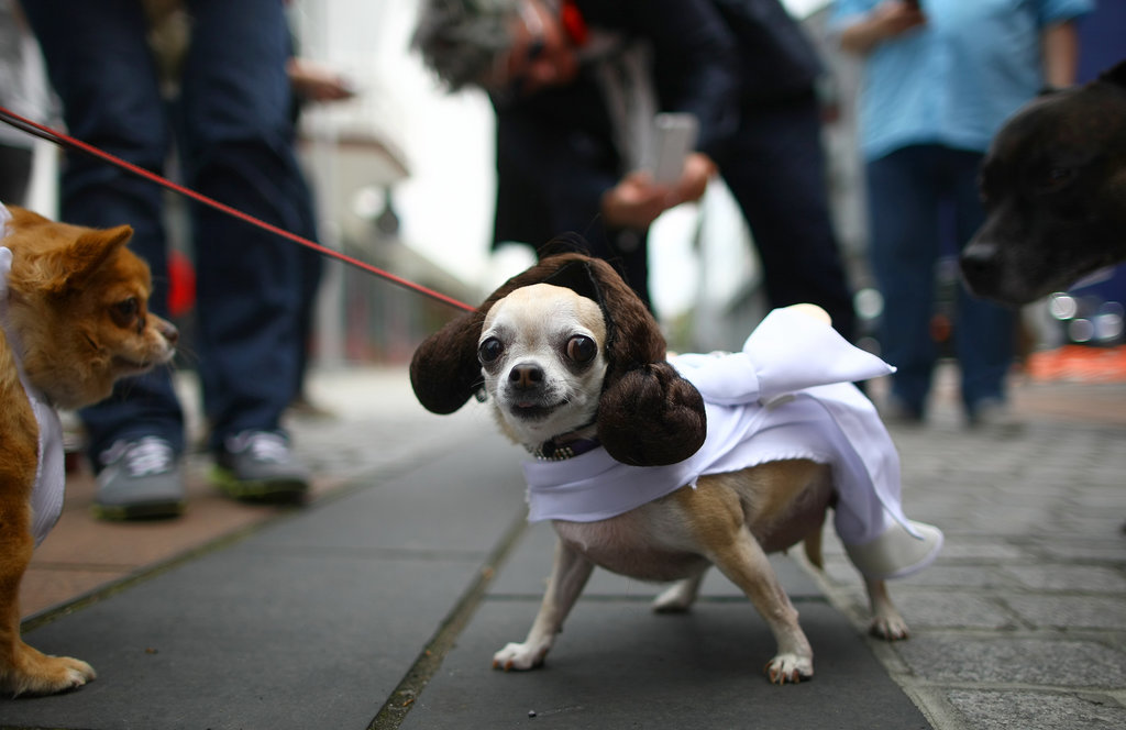 Dogs With Geek Costumes Way Better Than Yours Dogs With Geek Costumes Way Better Than Yours