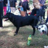 Animal Photobombs Animal Photobombs