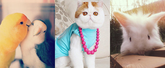 The Most Epic Collection of Adorable Pets Ever The Most Epic Collection of Adorable Pets Ever