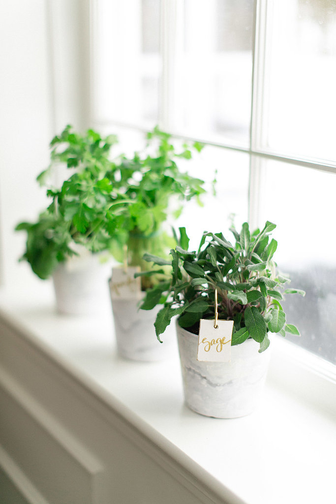 Thou Shalt Make the Most of Plants Thou Shalt Make the Most of Plants