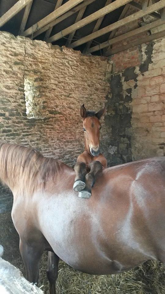 "Hay what's up?"
Source: Reddit user ThraShErDDoS via Imgur
"Hay what's up?"
Source: Reddit user ThraShErDDoS via Imgur