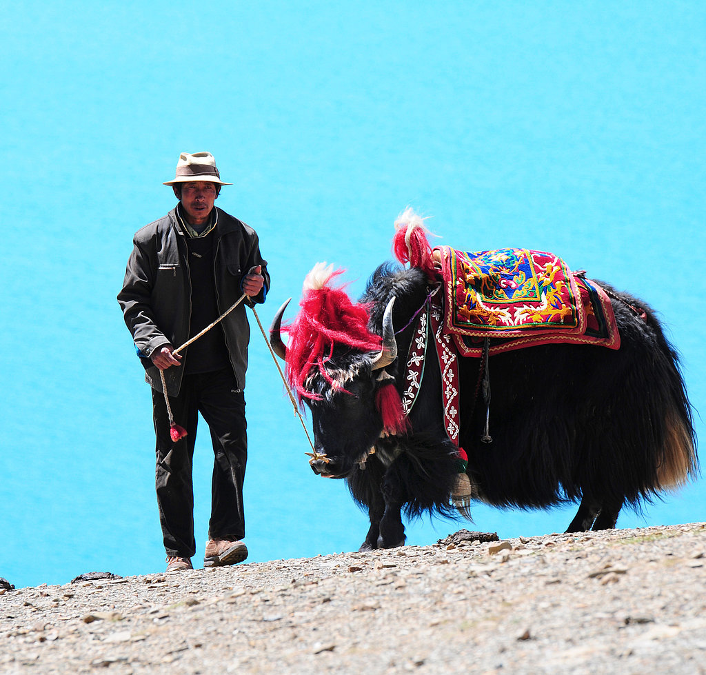 Ride Through Tibet on a Yak Ride Through Tibet on a Yak