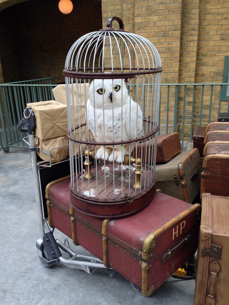 Harry's luggage and owl, Hedwig, wait patiently for him at Platform 9 3/4.
Harry's luggage and owl, Hedwig, wait patiently for him at Platform 9 3/4.