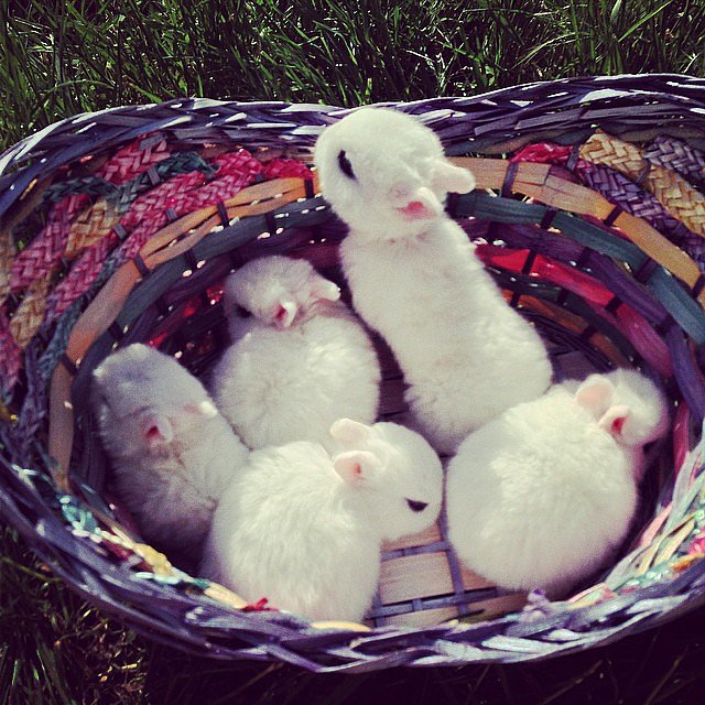 A Group Of Rabbits Is Called 22