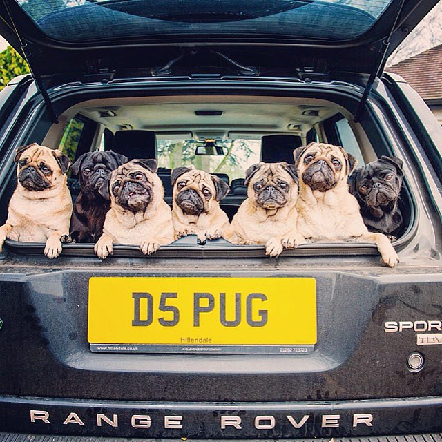 A Group of Pugs Is Called a Grumble A Group of Pugs Is Called a Grumble