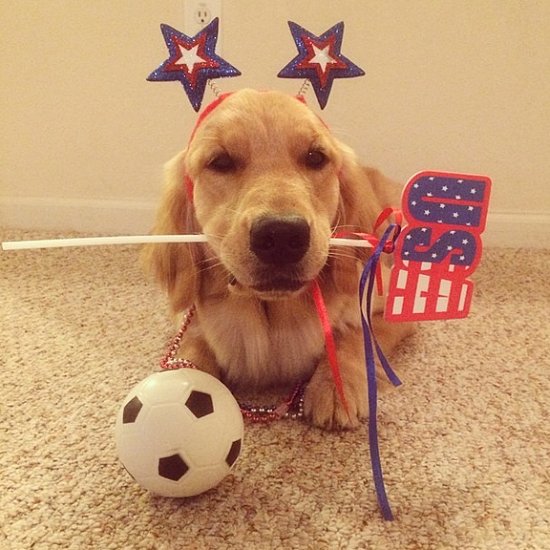 The Cutest Dogs of Instagram Represent Teams For the World Cup The Cutest Dogs of Instagram Represent Teams For the World Cup