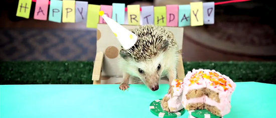 Watch a Tiny Hedgehog (and Tiny Hamsters!) Eat a Tiny Birthday Cake Watch a Tiny Hedgehog (and Tiny Hamsters!) Eat a Tiny Birthday Cake