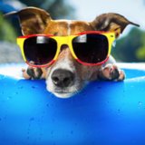 Frozen Pet Treats For Dogs and Cats Frozen Pet Treats For Dogs and Cats