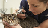 How to Prep Your Pet for a Trip to the Vet How to Prep Your Pet for a Trip to the Vet