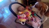 Remorseful Beagle Brings Crying Baby a Pile of Toys Remorseful Beagle Brings Crying Baby a Pile of Toys