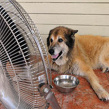 Do Dogs Sweat? Do Dogs Sweat?