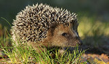 In Poland, Hedgehogs Find a Saviour In Poland, Hedgehogs Find a Saviour