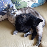 It's OK, You Can Tell Us: Is One of Your Cats Cleaner Than the Other? It's OK, You Can Tell Us: Is One of Your Cats Cleaner Than the Other?