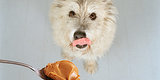 25 Dogs Who Went The Extra (Messy) Mile For The Love Of Peanut Butter 25 Dogs Who Went The Extra (Messy) Mile For The Love Of Peanut Butter
