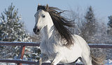 10 Most Popular Horse Breeds 10 Most Popular Horse Breeds