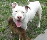 How Long Will Your Dog Live? How Long Will Your Dog Live?