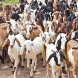 Baby Goats Talk Back | Video Baby Goats Talk Back | Video
