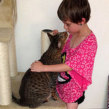 Why Cat Breeds Like the Bengal, Savannah and Chausie Have No Business Being Banned Why Cat Breeds Like the Bengal, Savannah and Chausie Have No Business Being Banned