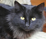 Are Black Pets Less Desirable? Are Black Pets Less Desirable?