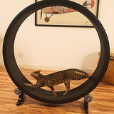 Is This the Prettiest Cat Wheel Ever? Is This the Prettiest Cat Wheel Ever?