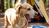 10 Tips for Camping With Your Dog 10 Tips for Camping With Your Dog