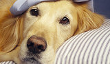 Dog Health: Common Symptoms of Illness Dog Health: Common Symptoms of Illness