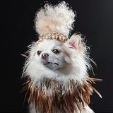 We Love Sophie Gamand's Pictures of Adorable Guard Dogs We Love Sophie Gamand's Pictures of Adorable Guard Dogs