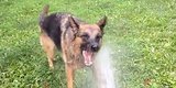 German Shepherd Faces Off Against Evil Garden Hose German Shepherd Faces Off Against Evil Garden Hose